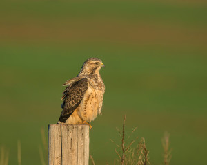 Swainson's Hawk