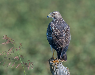 Swainson's Hawk