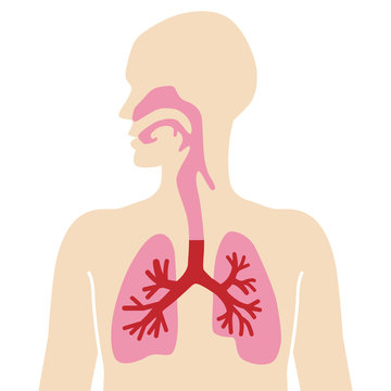 Anatomical human body diagram for Respiratory system