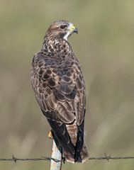 Swainson's Hawk