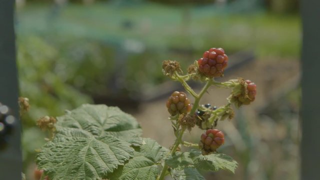 Close up of clusters of berries growing on a thorny vine in a garden, then tilt up to reveal larger garden
