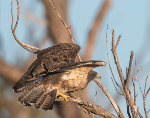 Swainson's Hawk