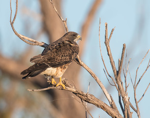 Swainson's Hawk