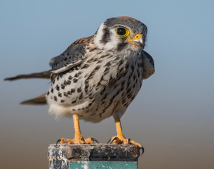 American Kestrel