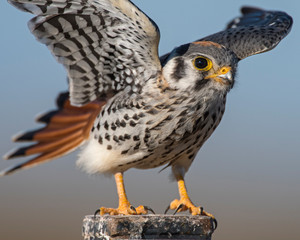 American Kestrel