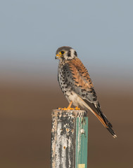 American Kestrel
