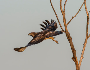 Swainson's Hawk