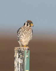 American Kestrel