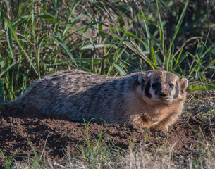 Badger