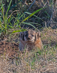 Badger