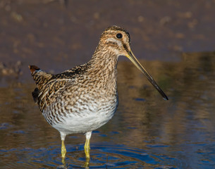 Wilson's Snipe