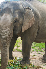 Fototapeta premium Tourist Elephant sanctuary in Thailand