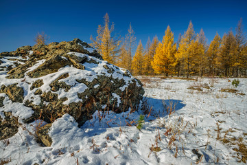 Golden Autumn Foliage on Larch Trees in Mongolia