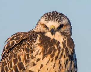 Red-tailed Hawk