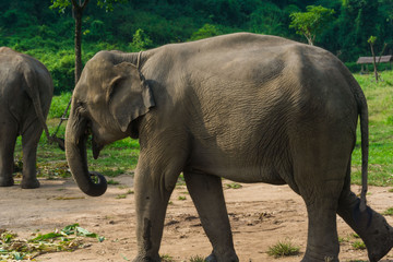 Tourist Elephant sanctuary in Thailand