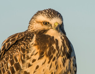 Red-tailed Hawk