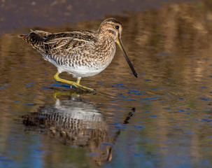 Wilson's Snipe