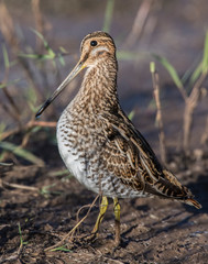 Wilson's Snipe