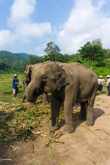 Obraz premium Tourist Elephant sanctuary in Thailand