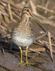 Wilson's Snipe