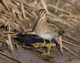 Wilson's Snipe