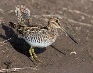 Wilson's Snipe
