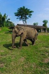 Tourist Elephant sanctuary in Thailand