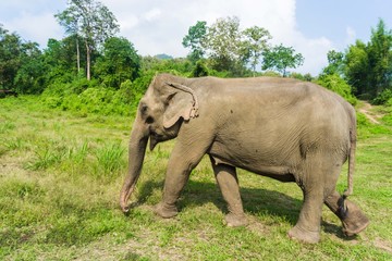 Fototapeta premium Tourist Elephant sanctuary in Thailand