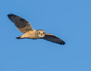 Short-eared Owl in flight