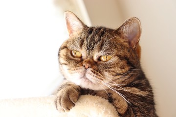 貫禄ある強面猫アメリカンショートヘアー