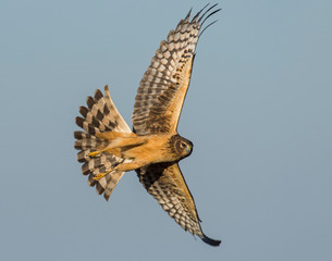 Northern Harrier in flight