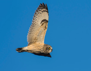 Short-eared Owl in flight