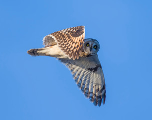 Short-eared Owl in flight