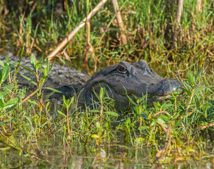 Alligator basking in Texas