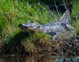Alligator basking in Texas