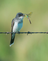 Eastern Kingbird eating a Dragonfly