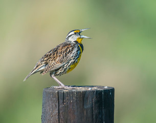 Meadowlark singing while perched on a post