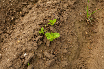 Agricultural Growth -Various Fields - Agriculture Farming Field