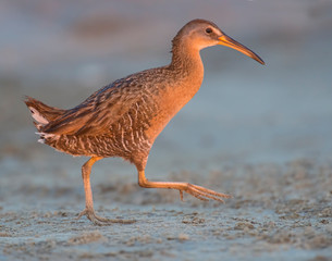 King Rail