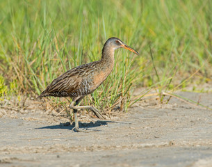 King Rail