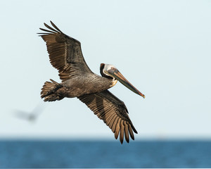 Brown Pelican in flight