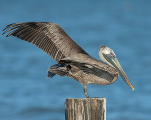 Brown Pelican