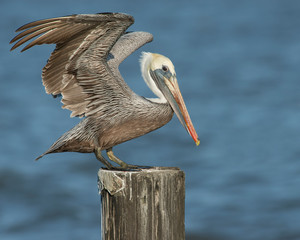 Brown Pelican