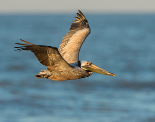 Brown Pelican in flight