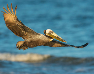 Brown Pelican in flight