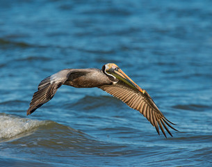 Brown Pelican in flight