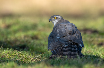 Northern goshawk (Accipiter gentilis) close up