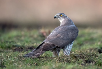 Northern goshawk (Accipiter gentilis) close up