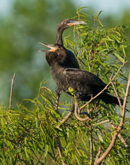 Double Crested Cormorant pair