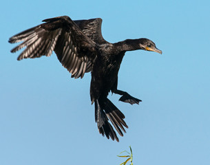 Double Crested Cormorant in flight